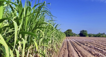Produção de etanol da cana-de-açúcar deve crescer 6,4% em Goiás